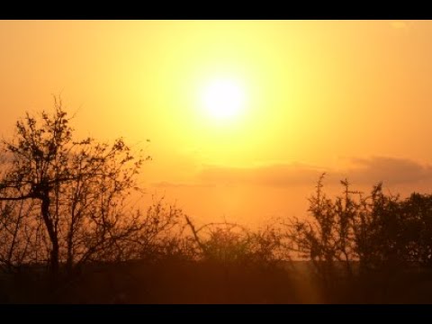 Kruger National Park Recordings | Morning wildlife sounds | bush becoming alive | Relax with Nature