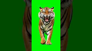 Download lagu Green Screen Tiger #veo3 #greenscreen #videoai #tiger #shorts mp3 Download lagu Green Screen Tiger #veo3 #greenscreen #videoai #tiger #shorts mp3
