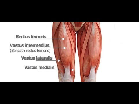 Two Minutes of Anatomy: Quadriceps (Quads)