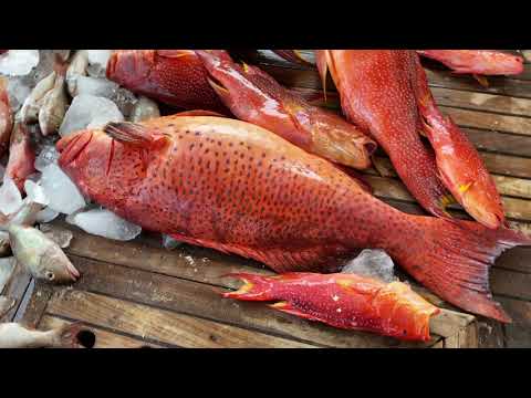 Fishers official music video