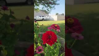 Download lagu Home grown Zinia mp3 Download lagu Home grown Zinia mp3