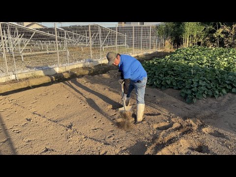 樹木栽培用石灰をいつ散布するか?その理由とその方法を見てみましょう！  庭園