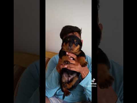 rottweiler puppy