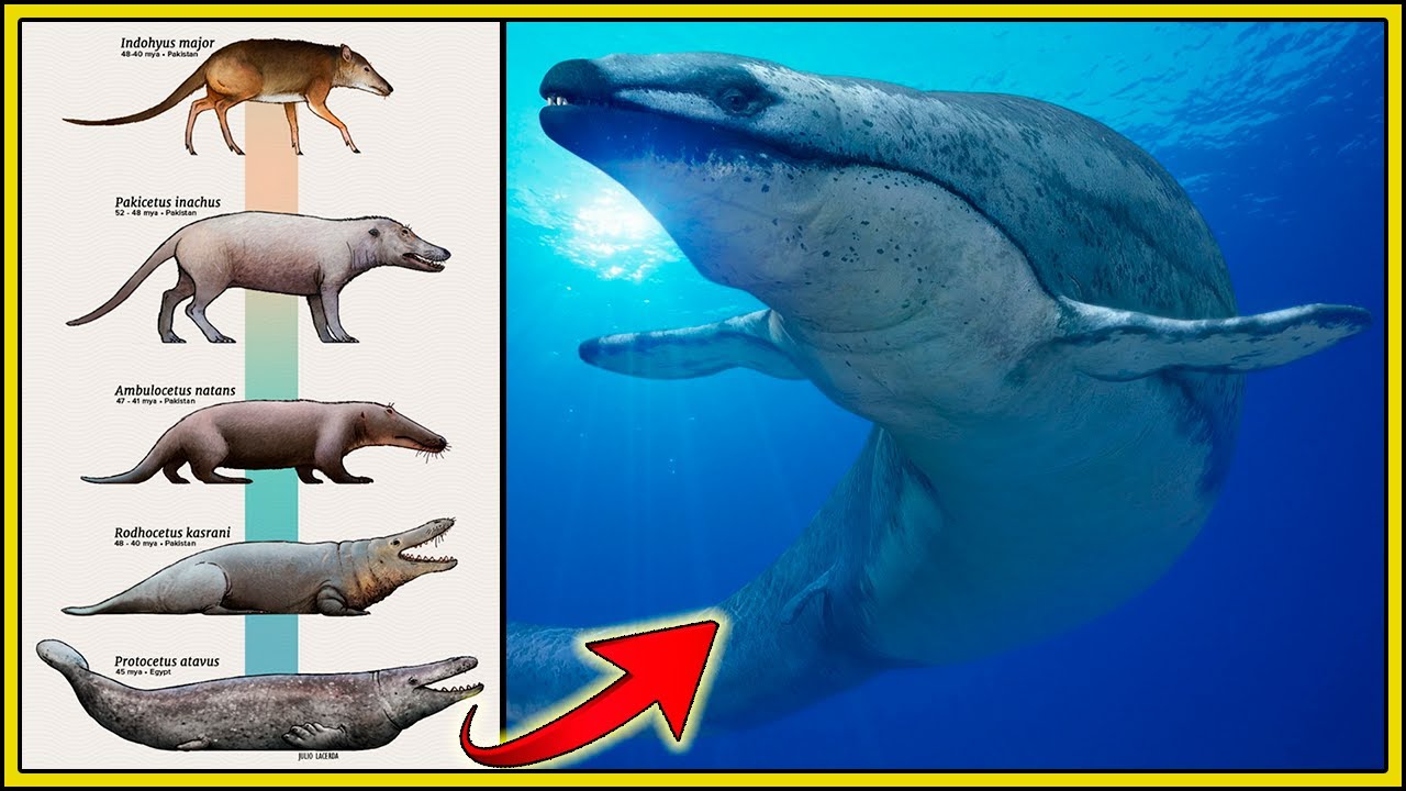 EOCENO: a ORIGEM e EVOLUÇÃO das BALEIAS!