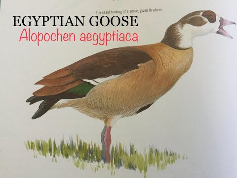 EGYPTIAN GOOSE (Alopochen aegyptiaca) Bird Song