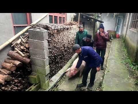 Pig Slaughter - Video of killing pigs in rural areas, the scene is very shocking