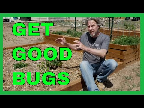 How to Attract Beneficial Insects