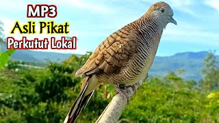 Download lagu Suara Burung Perkutut Lokal Pikat Gacor Untuk Pancingan Memikat mp3 Download lagu Suara Burung Perkutut Lokal Pikat Gacor Untuk Pancingan Memikat mp3