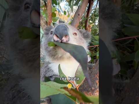 Koala Vô Tri? 😤 | Bạn Biết Hết Chưa