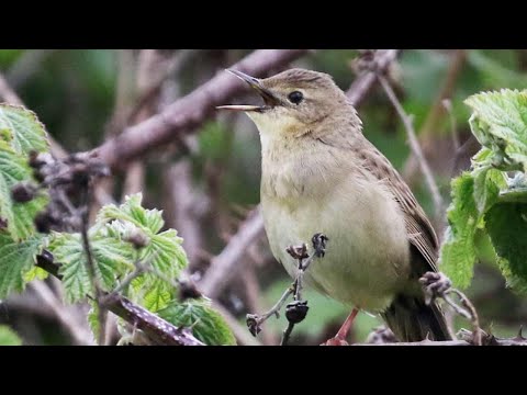 svrčiak zelenkavý (Locustella naevia) — biotop a pohyb