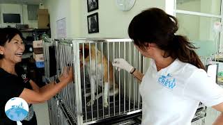 Stichting Project Street Dogs Thailand