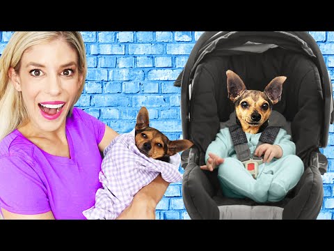 Treating our Dogs like Babies for 24 Hours! Video