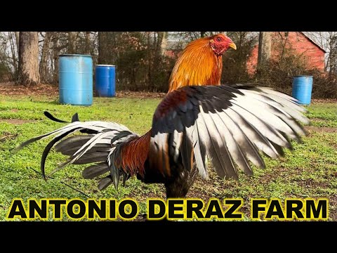 Sweater Kelso Yellow Leg Hatch Leiper - Beautiful Birds Antonio Deraz Farm