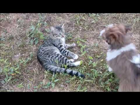 Nuevo día! Diario visual 5, Visita de domingo, paseo con mis mascotas .