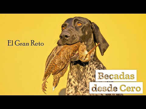 🔥¡𝗘𝗹 𝗚𝗿𝗮𝗻 𝗥𝗲𝘁𝗼 𝗱𝗲 𝗹𝗮 𝘁𝗲𝗺𝗽𝗼𝗿𝗮𝗱𝗮!🔥 Las becadas no nos regalan nada😲