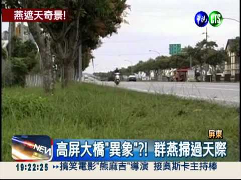 滿天"黑芝麻"?! 燕子南遷好壯觀