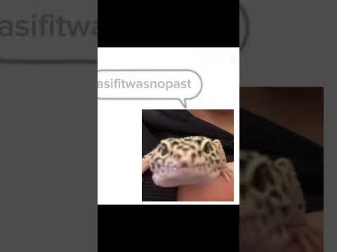 No context #funny #meme #edit #gecko #sigma #shorts