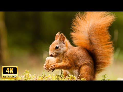 PASSEGGIATA D 'AUTUNNO NEL BOSCO