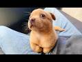 You Will Die Laughing At These FUNNY PUPPIES Funny Animals Video