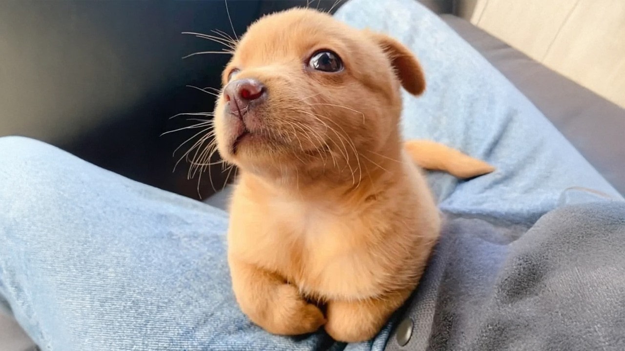 You Will Die Laughing At These FUNNY PUPPIES 🤣 Funny Animals Video