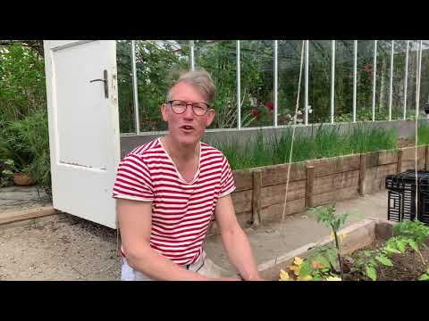 Så här binder Peder upp sina tomater