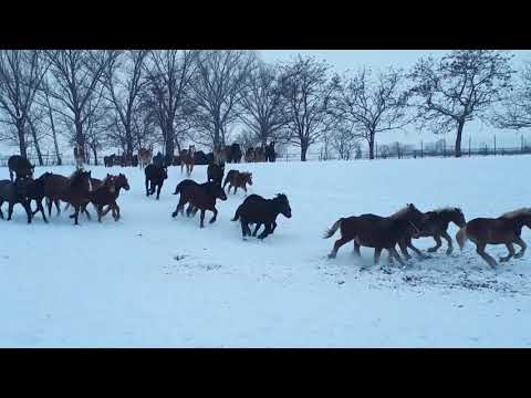 Mânji de 1 an la joacă - Herghelia Fitero