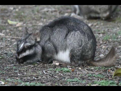 Vizcacha rovinová (Lagostomus maximus) — argentínske pampy