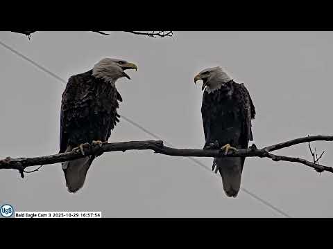 USS Bald Eagle Cam 3 on 10-29-25 @ 16:58 Irv and Stella attempt to mate