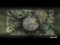 God S Creation Daniel Mp3 Slowed Reverb 1 Hour Loop Rain
