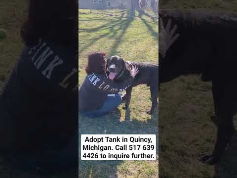 Tank--IN TRAINING--SEE VIDEO, an adoptable Black Labrador Retriever & Saint Bernard Mix in Quincy, MI_image-1
