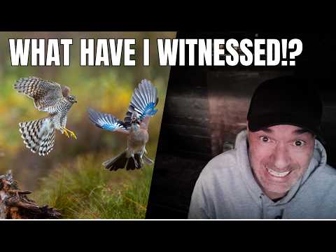 Chasing Norway’s Most Elusive Bird of Prey – The Sparrowhawk