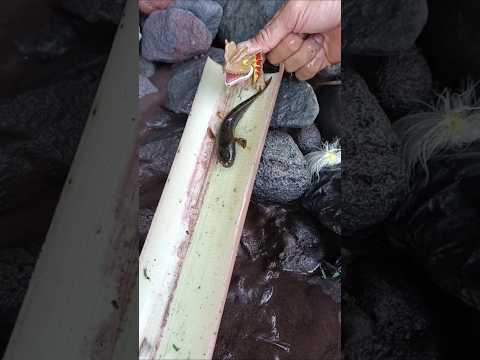 SNAKEHEAD FISH, SNAKEHEAD FISH Aquarium  - SNAKEHEAD FISH #shorts  #fish #channa #viralvideo