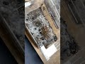 Tarantulas everywhere.  Monocentropus balfouri communal.