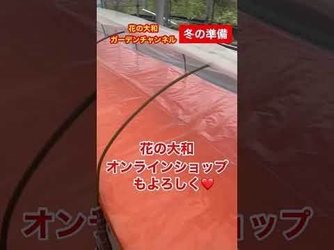 霜を恐れない多年草はどれですか?ベスト10種と冬に向けた準備方法！  庭園