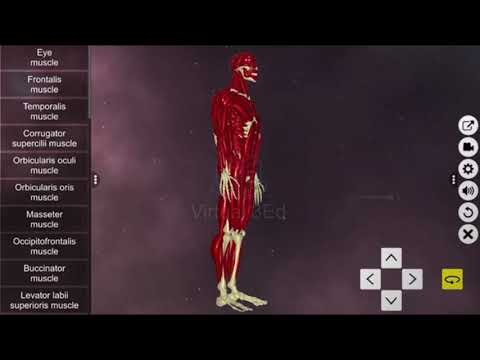 Learn Muscular System