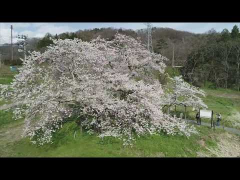 会津若松市 石部桜