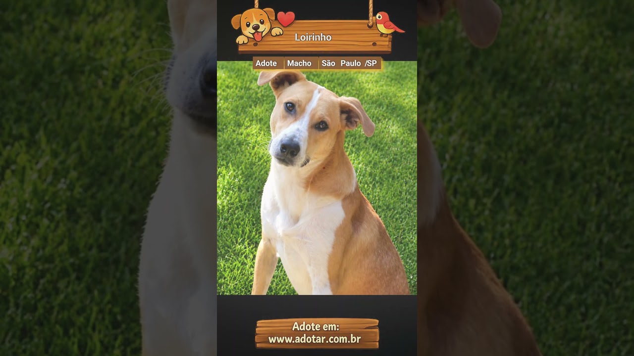 Cachorro raça SRD-ViraLata idade 2 anos nome Loirinho 