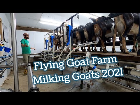 , title : 'Milking at Flying Goat Farm in 2021'