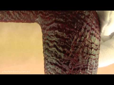 Dunhill Ruby Bark 6103 Sterling Silver made 2007 oFi. 4742 @ Pfeifenkonsulat.at