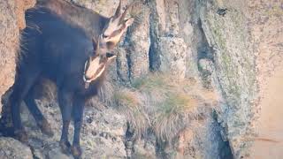 Сватбуващи диви кози