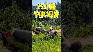 バリ島のやばい日常【観光客はよく田んぼに落ちる】