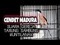Cendet Suara Gereja Tarung Sambung Kunti Gacor Panjang Keras Powernya Sultanakbar