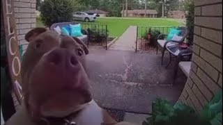 Dog rings doorbell