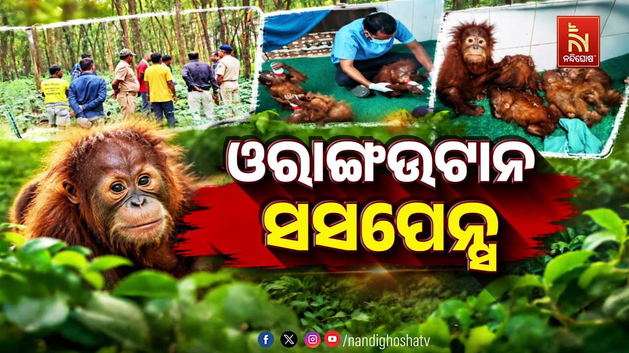 🔴Live | ଓରାଙ୍ଗଉଟାନ ସସପେନ୍ସ