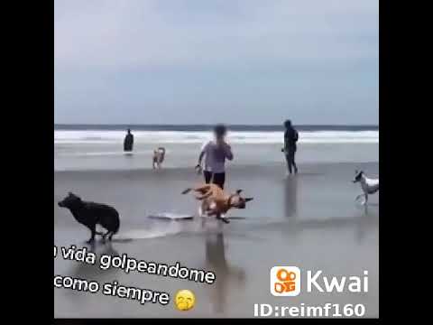 los golpes de la vida 😅🐶