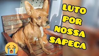 LUTO - HOMENAGEM A NOSSA CACHORRINHA SAPECA QUE VIROU ANJO
