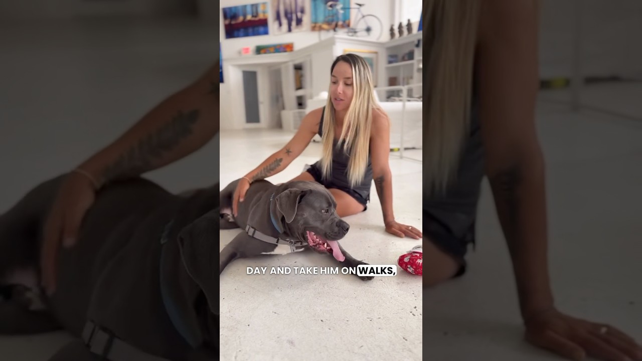 Hollywood, a Adoptable mixed breed in Fort Lauderdale, FL video 6/6