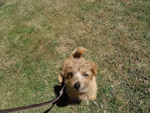 Charlie - Norfolk Terrier Puppy - 12 Day Residential Dog Training at Adolescent Dogs