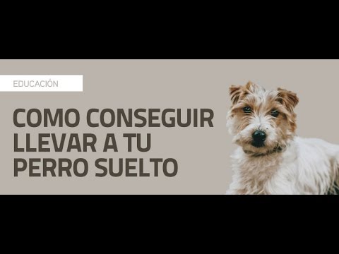 Cómo conseguir llevar a tu perro suelto