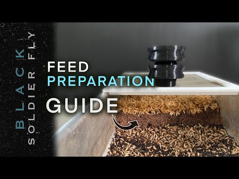How to Hatch Black Soldier Fly Eggs: Maximize Larvae Production For Your Farm